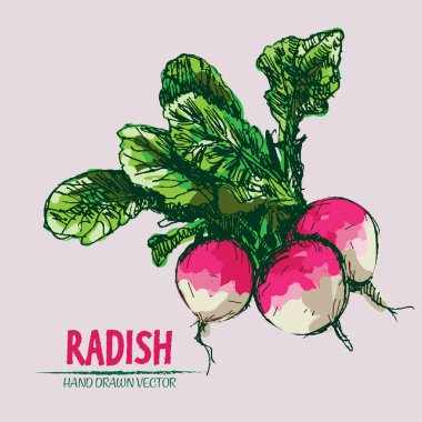 Dijital vektör ayrıntılı satırı sanat turp