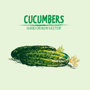 Dijital vektör hat sanat renk salatalık ayrıntılı