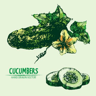 Dijital vektör hat sanat renk salatalık ayrıntılı