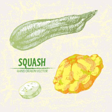 Dijital vektör hat sanat renk squash ayrıntılı