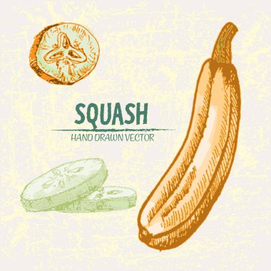 Dijital vektör hat sanat renk squash ayrıntılı