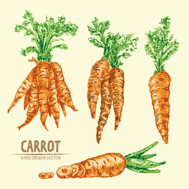 Dijital vektör çizgi renk sanat ayrıntılı