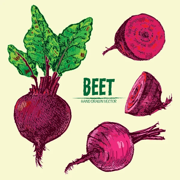 Digital vector detailed line art color beet — Stock Vector