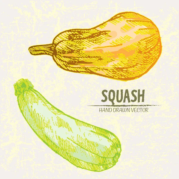 Vecteur numérique détaillée ligne art couleur squash — Image vectorielle