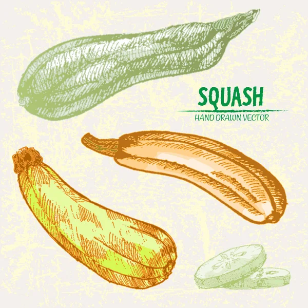 Dijital vektör hat sanat renk squash ayrıntılı