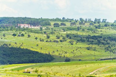 Saman ile güzel yeşil manzara