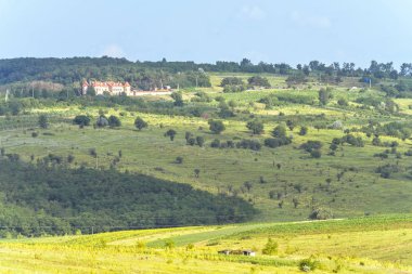 Saman ile güzel yeşil manzara