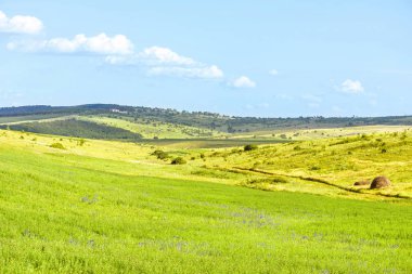 Saman ile güzel yeşil manzara