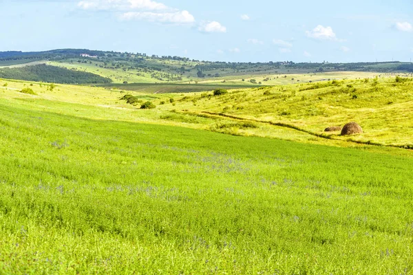 Saman ile güzel yeşil manzara