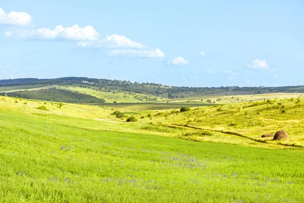 Saman ile güzel yeşil manzara