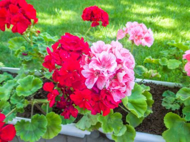 Yeşil çimenlerin üzerinde plastik vaze güzel pembe ve kırmızı çiçekler