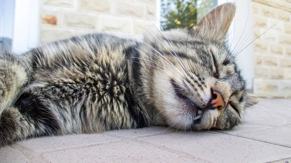 Gato deitado no chão, dormindo e mostrando dentes em um dia quente — Fotografia de Stock