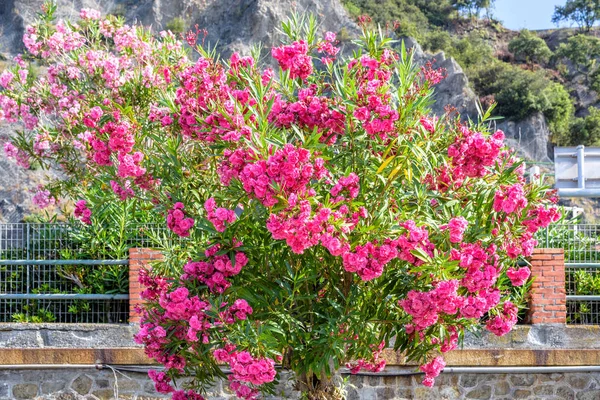 モンテロッソ ・ アル ・ マーレ山背景に小さなピンクのバラの樹叢 — ストック写真