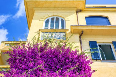 Sarı bir binasında güzel parlak mor çiçekler
