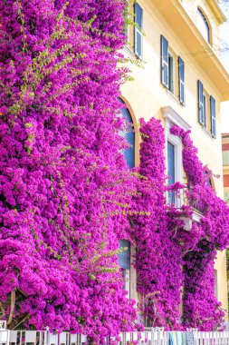 Sarı bir binasında güzel parlak mor çiçekler