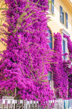Sarı bir binasında güzel parlak mor çiçekler