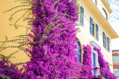 Sarı bir binasında güzel parlak mor çiçekler