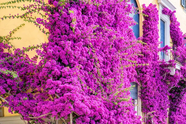 Hermosas flores púrpura brillante en un edificio amarillo — Foto de Stock