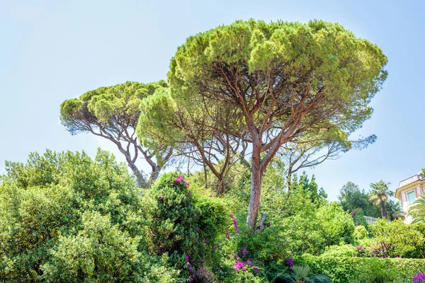 Yemyeşil ağaçlar ve mavi gökyüzü gün ışığı görünümüne