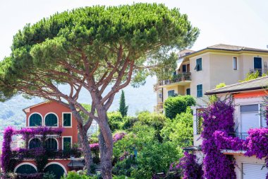 Kırmızı bir ev yakınında büyük bir yeşil ağaç görünümüne gün ışığı