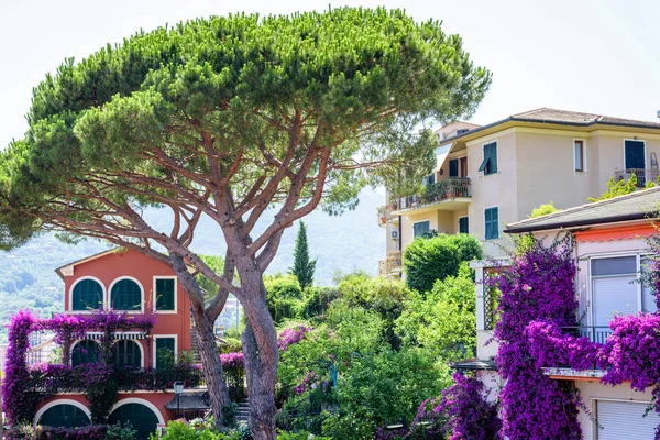 Kırmızı bir ev yakınında büyük bir yeşil ağaç görünümüne gün ışığı