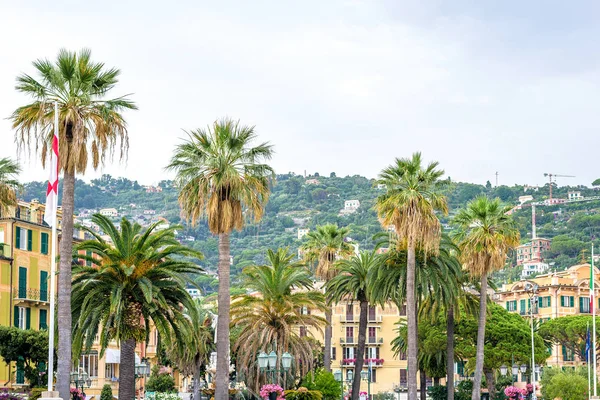 Hermosas palmeras redondas en las calles de Santa Margherita Ligure — Foto de Stock