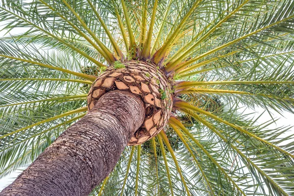 Belle vue du bas au palmier à la lumière du jour — Photo