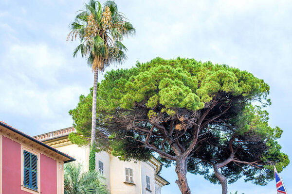 Daylight view to a green palm tree near buildings of Santa Margherita Ligure, Italy.