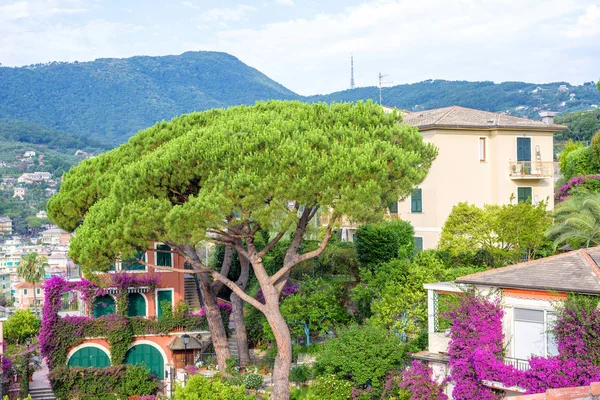 Bela vista de dia para uma árvore verde e Santa Margherita Lig — Fotografia de Stock