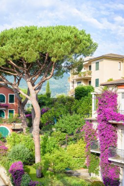 Güzel yaz görünümüne yeşil ağaç ve mor çiçekler