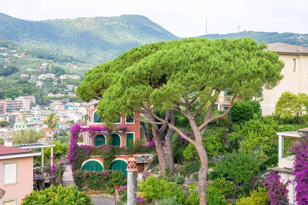Beautiful daylight view to a green tree and Santa Margherita Ligure city — Stock Photo, Image