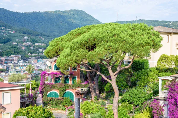 Beautiful daylight view to a green tree and Santa Margherita Ligure city — Stock Photo, Image