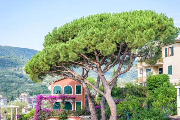 Güzel yaz yeşil ağaç görünümüne