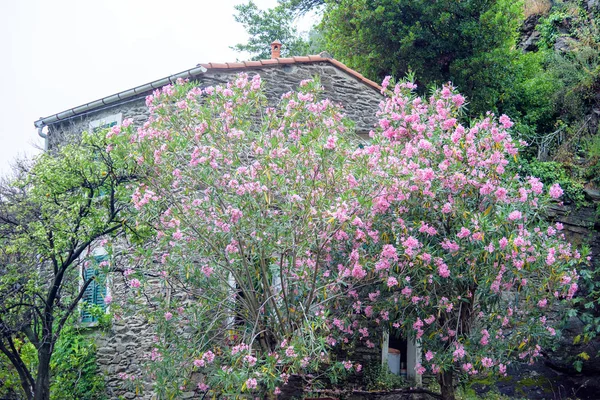 Bela árvore redbud — Fotografia de Stock