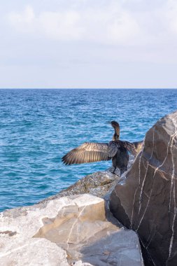 Güzel siyah seabird parlak kayalar üzerine oturan