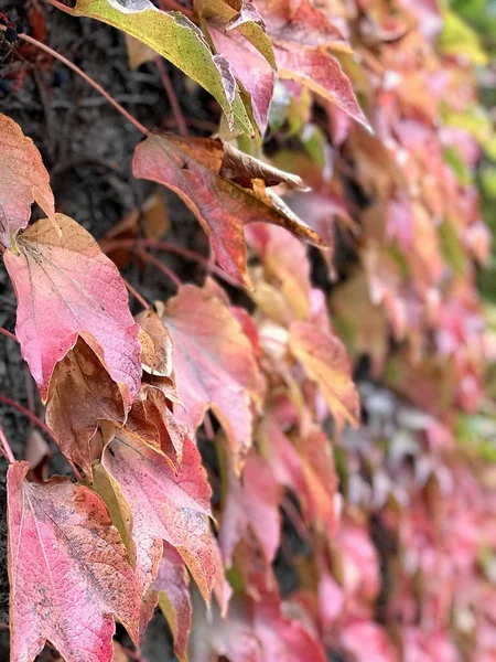 Belle vue latérale de la lumière du jour au début de l'automne feuilles rouges suspendues f — Photo