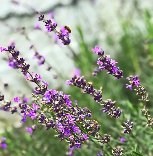 Close-up macro view to lavender flowers — Stock Photo, Image
