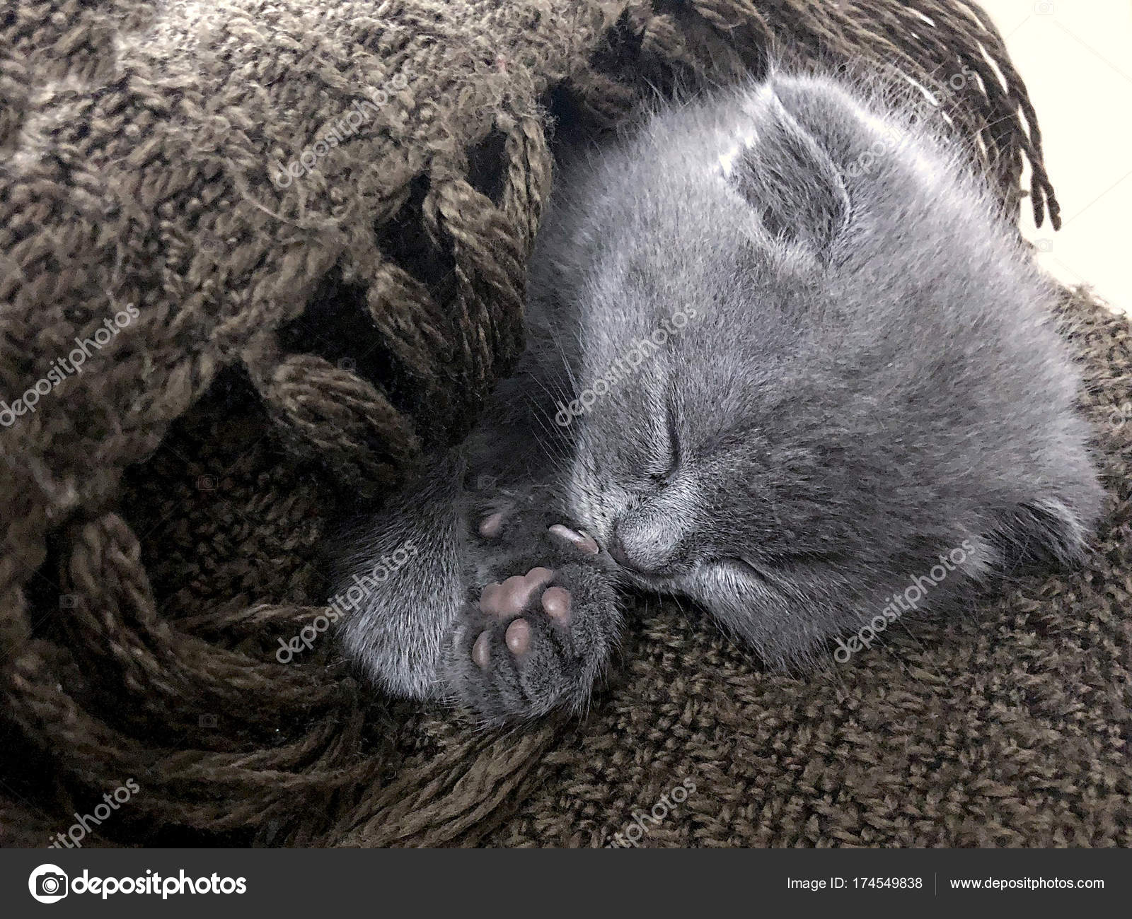 Little Fluffy Silver Blue British Shorthair Kitten Stock Photo