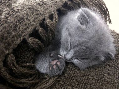 Küçük tüylü Gümüş Mavi Britanya ile ilgili stenografi kedi