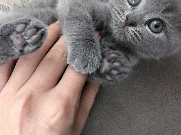 Lilla fluffiga silver blå brittisk korthår kattunge — Stockfoto