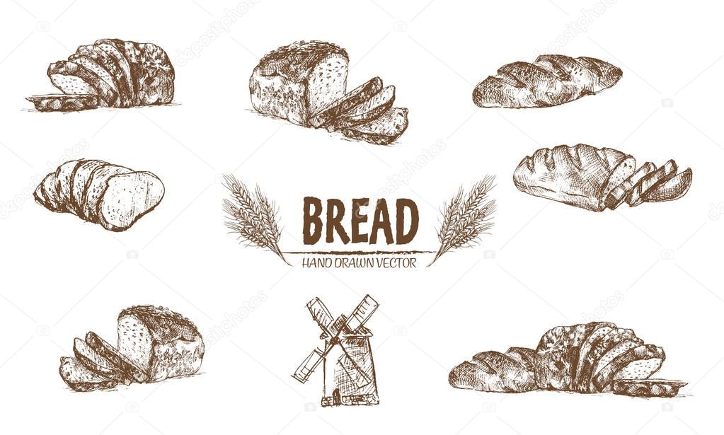 Digital vector detailed line art baked bread and dried wheat hand drawn retro illustration collection set. Thin artistic pencil outline. Vintage ink flat, engraved simple doodle sketches. Isolated