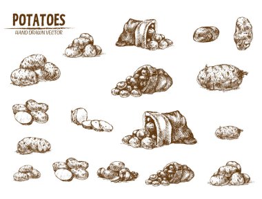 Digital vector detailed line art potato vegetable clipart