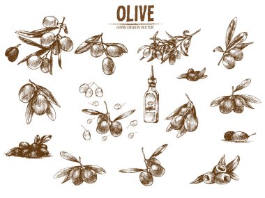 Dijital vektör hat sanat zeytin ayrıntılı