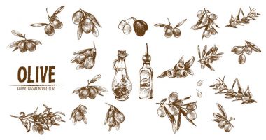 Dijital vektör hat sanat zeytin ayrıntılı