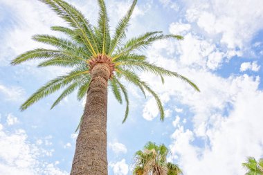 Güzel yaz görünümüne en altındaki tropikal palmiye ağaçları ve b