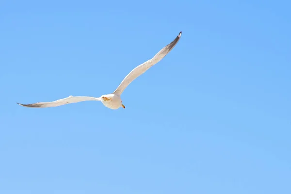 Дневной вид крупным планом на чайку, летящую в небе — стоковое фото