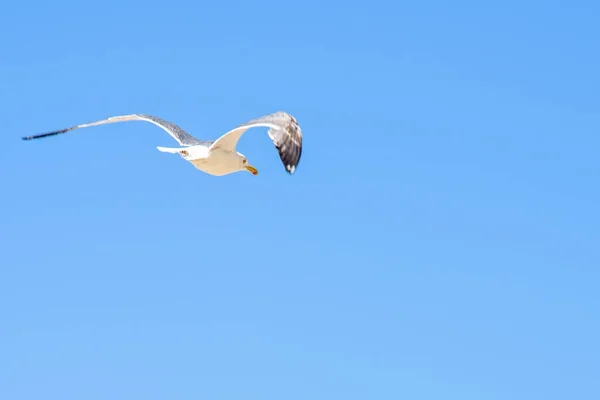 Vedere de închidere la lumina zilei pentru pescărușul care zboară pe cer — Fotografie, imagine de stoc