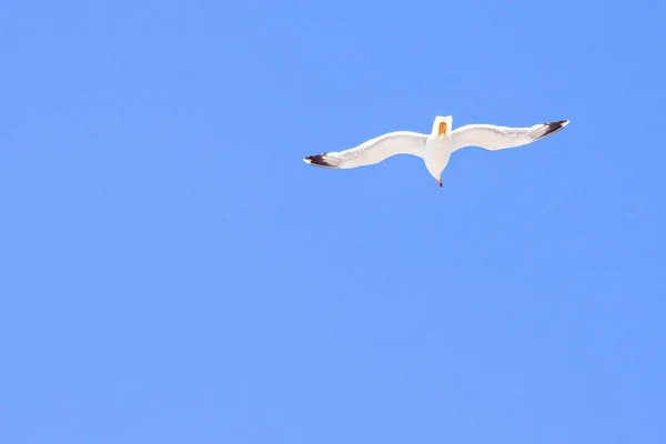 Daylight closeup view to seagull flying in the sky