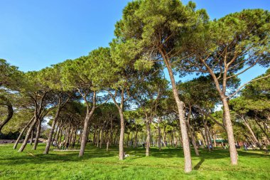Alttan gün ışığı görünümüne insanlar traini ile yeşil güneşli park
