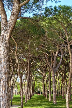 Gün ışığından yararlanma görünümünden alt yeşil güneşli park